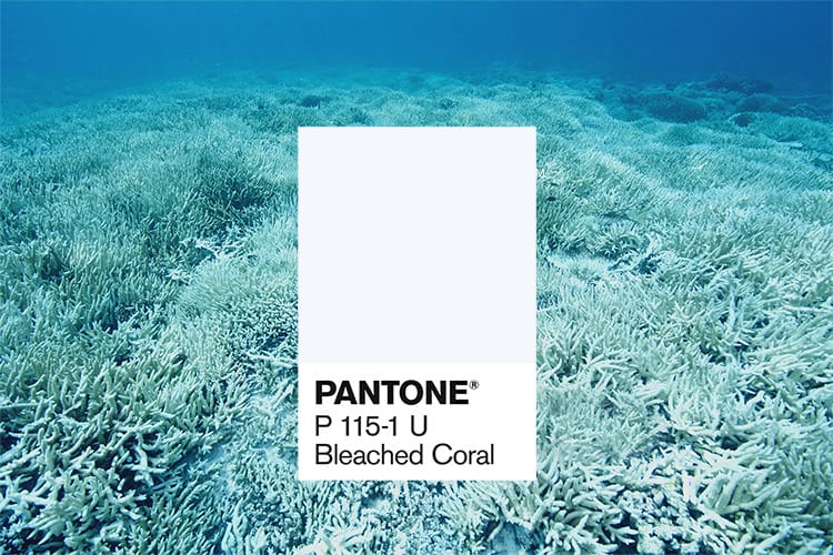 죽어가는 산호초 간과? 비난받는 2019 팬톤 올해의 컬러 '리빙 코랄'