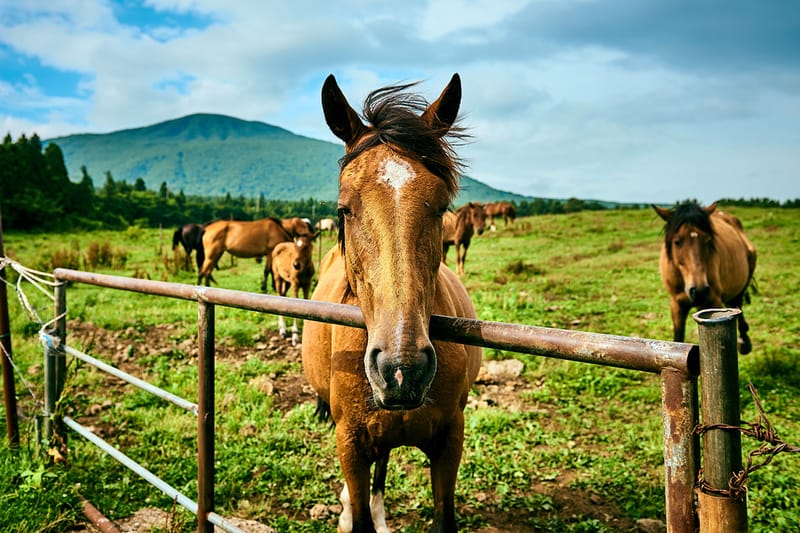 2019 제주 시티 가이드 - 호텔, 카페, 식당, 바, 숍