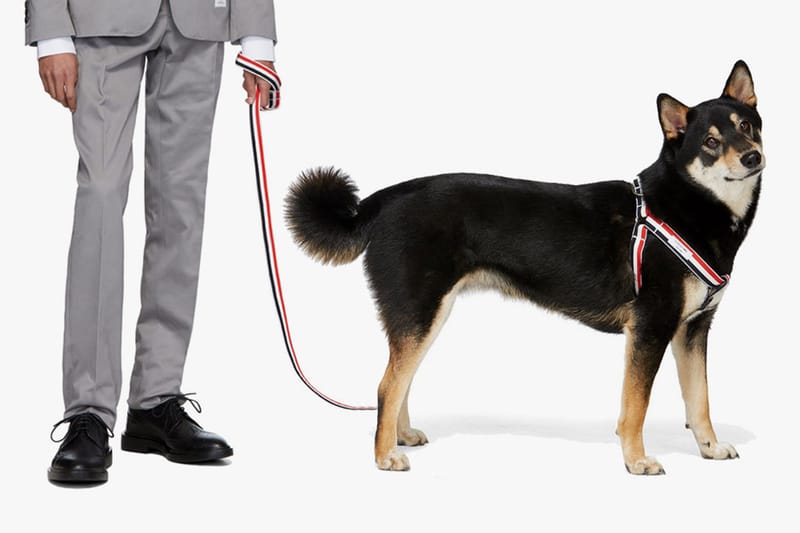 톰 브라운, 몽클레르, 알릭스 등 럭셔리 브랜드의 반려동물 아이템 10