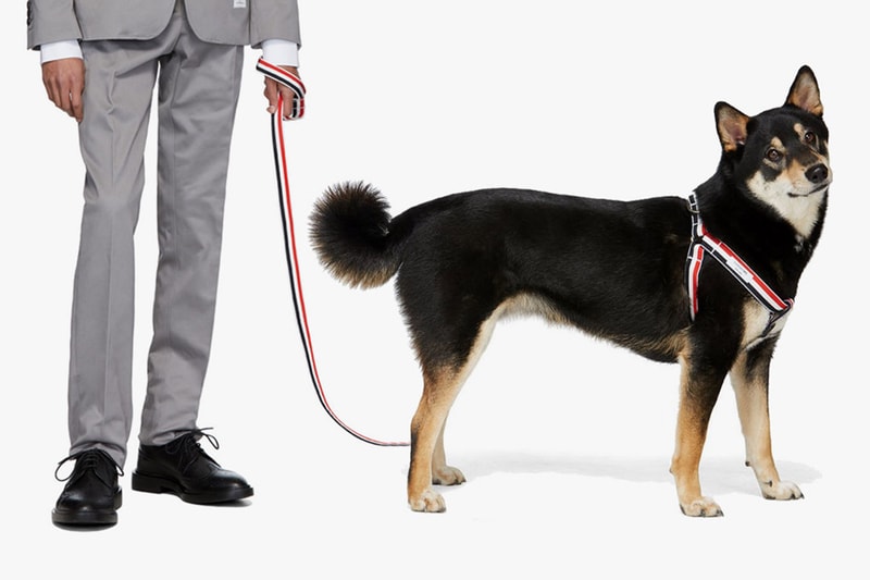 톰 브라운, 몽클레르, 알릭스 등 럭셔리 브랜드의 반려동물 아이템 10