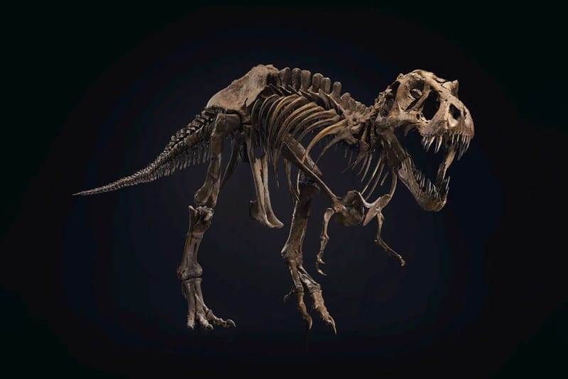 최고 예상 낙찰가 90억원, 6천7백만 년된 티라노 사우르스 화석이 경매에 부쳐진다