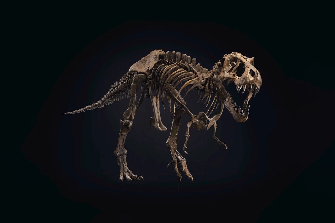 최고 예상 낙찰가 90억원, 6천7백만 년된 티라노 사우르스 화석이 경매에 부쳐진다