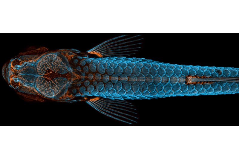 니콘, ‘2020 스몰 월드 사진 공모전' 수상작 공개, 포토그래퍼, 다이엘 카스트라노바, 현미경