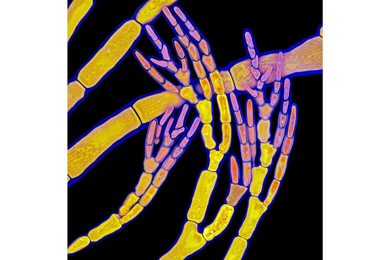 니콘, ‘2020 스몰 월드 사진 공모전' 수상작 공개, 포토그래퍼, 다이엘 카스트라노바, 현미경