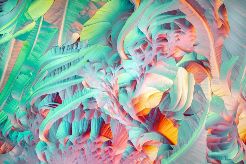 니콘, ‘2020 스몰 월드 사진 공모전' 수상작 공개, 포토그래퍼, 다이엘 카스트라노바, 현미경