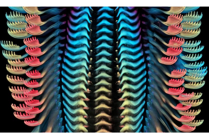 니콘, ‘2020 스몰 월드 사진 공모전' 수상작 공개, 포토그래퍼, 다이엘 카스트라노바, 현미경