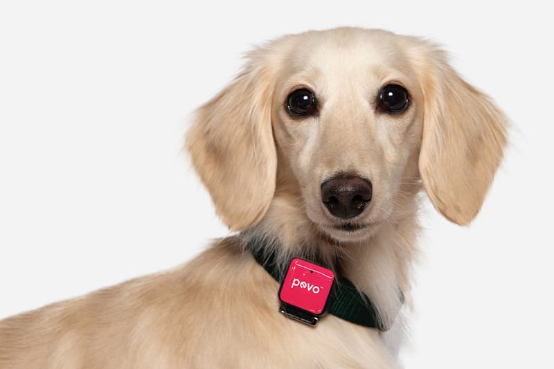 반려동물의 건강을 위한 웨어러블 디바이스, '페보핏' 출시
