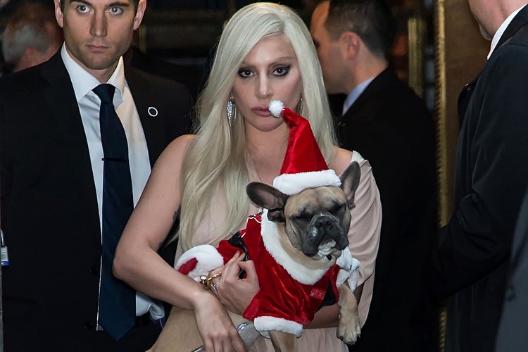 업데이트: 납치된 레이디 가가의 반려견이 가족의 품으로 돌아왔다