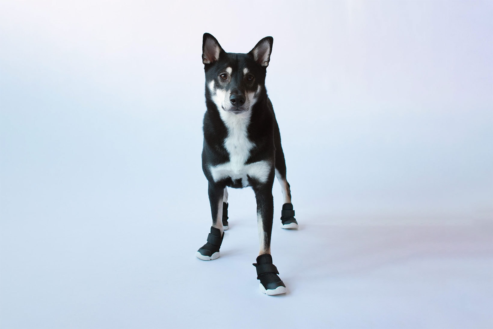 소중한 반려견의 발을 위한 리프러프의 도그 스니커 '시저 1' 출시 정보, 강아지, 반려동물, 애완동물, 애완용품, 개 신발, 강아지 신발
