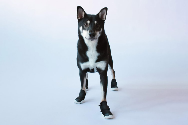 소중한 반려견의 발을 위한 리프러프의 도그 스니커 '시저 1' 출시 정보