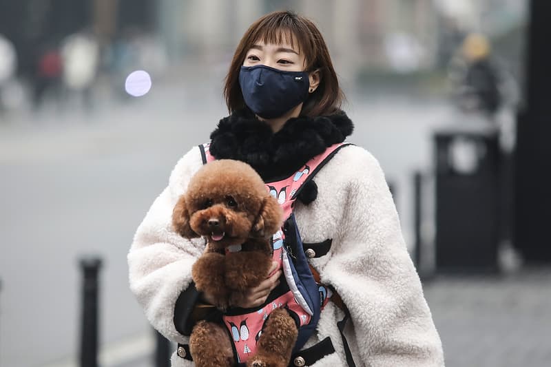 반려동물의 법적 지위가 '가축'에서 '가족'으로 개선된다?, 법무부, 1인가구, 대한민국, 애완견, 애완묘, 애완동물, 펫