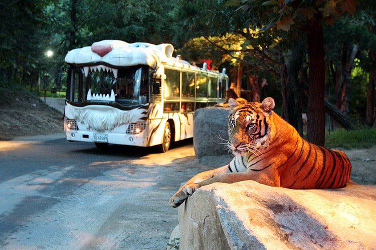 에버랜드의 상징, '사파리 버스'가 45년 만에 운행 종료된다