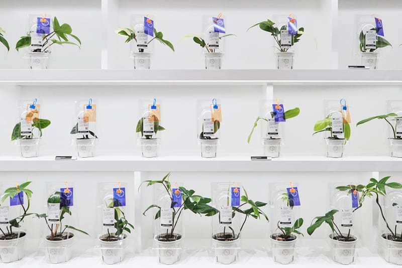 식목일 기념해 가기 좋은, 분더샵과 플랜트소사이어티1의 희귀 식물 팝업 들여다보기