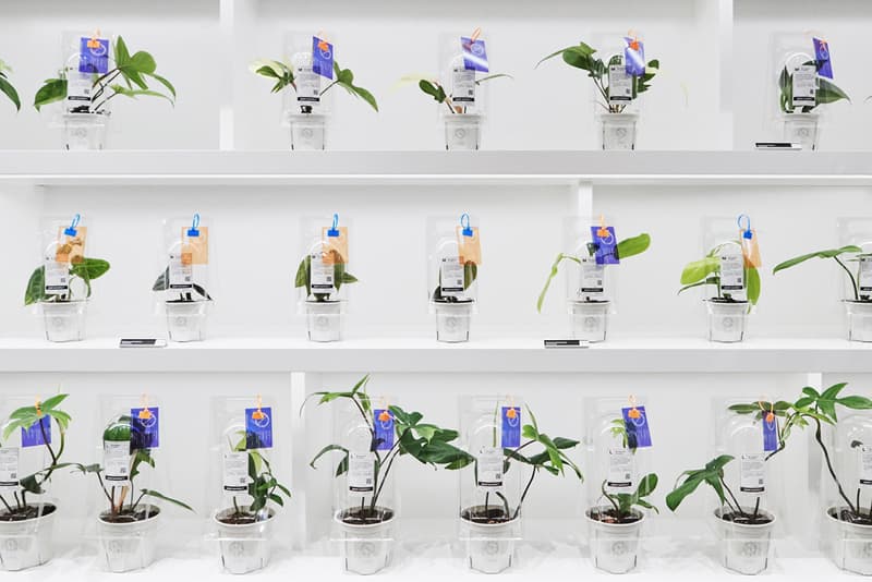 식목일 기념해 가기 좋은, 분더샵과 플랜트소사이어티1의 희귀 식물 팝업 들여다보기