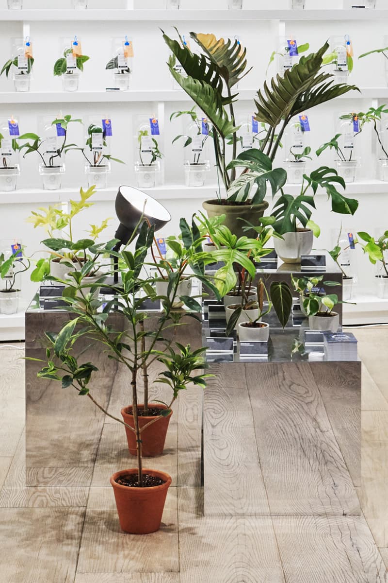 식목일 기념해 가기 좋은, 분더샵과 플랜트소사이어티1의 희귀 식물 팝업 들여다보기