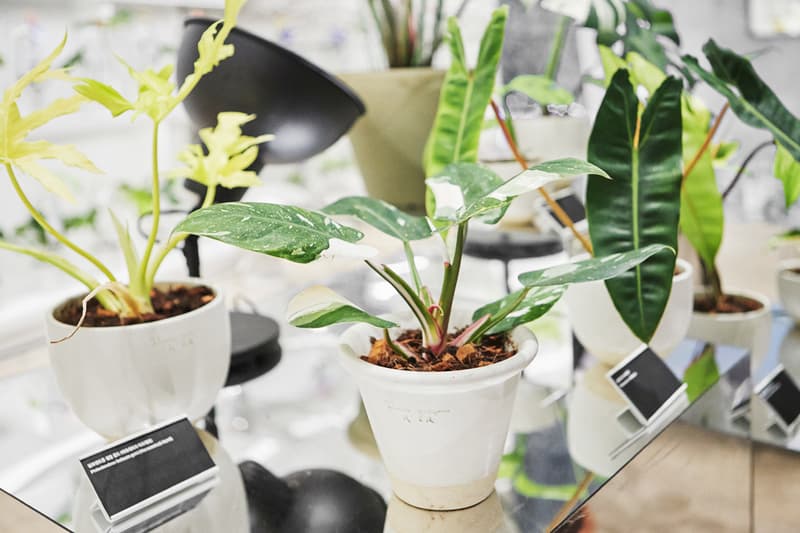 식목일 기념해 가기 좋은, 분더샵과 플랜트소사이어티1의 희귀 식물 팝업 들여다보기