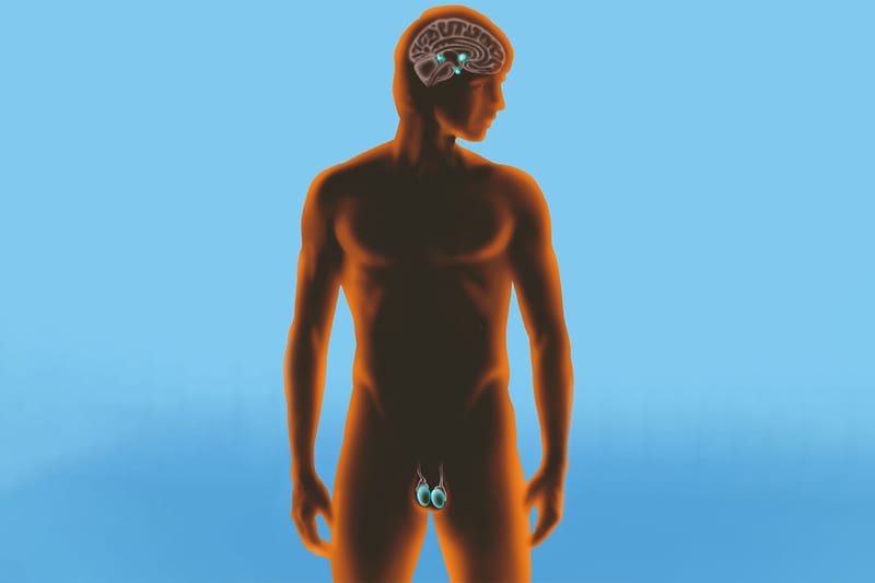 대학 연구진이 남성의 뇌와 고환의 긴밀한 관계를 밝혀냈다