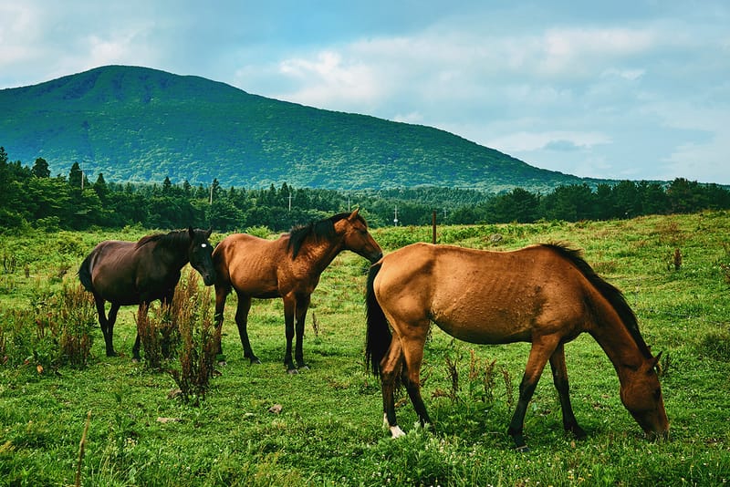 소문난 맛집부터 신상 카페까지, 제주도 가볼 만한 곳 8