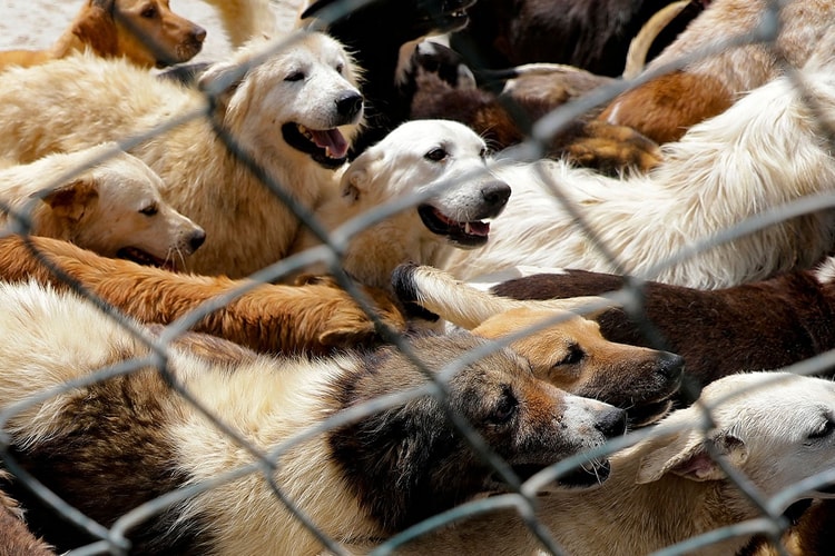 코로나19 백신 때문에 반려동물 유기가 늘어나고 있다?
