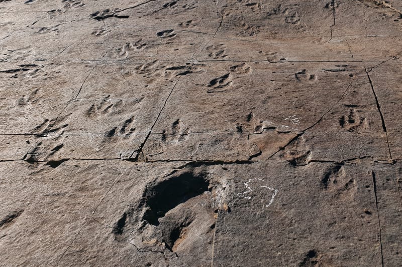 공룡 발자국 1만 개 찍힌 한국 지역이 천연기념물로 지정 예고됐다