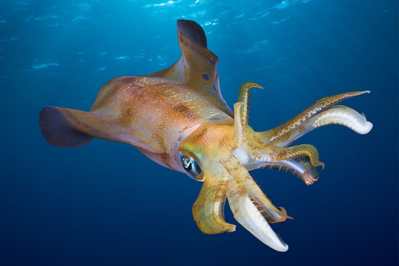 ‘오징어 게임’ 영향? 영국 해양보존학회가 오징어 소비 자제를 권고했다