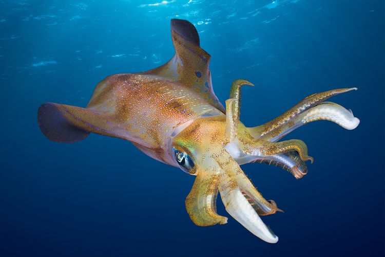 ‘오징어 게임’ 영향? 영국 해양보존학회가 오징어 소비 자제를 권고했다