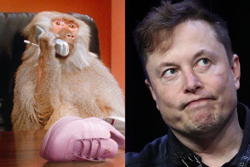 뉴럴링크 칩을 뇌에 이식한 원숭이, 절반 이상이 사망했다