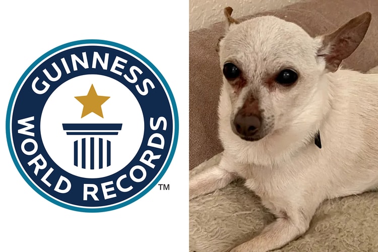 '현재 세계 최고령 반려견' 기네스 기록 갱신