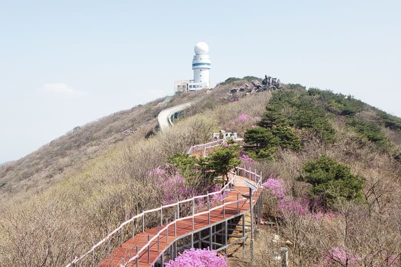 휠체어 타고 1000m 정상까지 오를 수 있는 산책길 만들어지다, 대구, 비슬산, 진달래, 비슬산 군립공원, 꽃구경, 관광지, 휠체어, 장애인