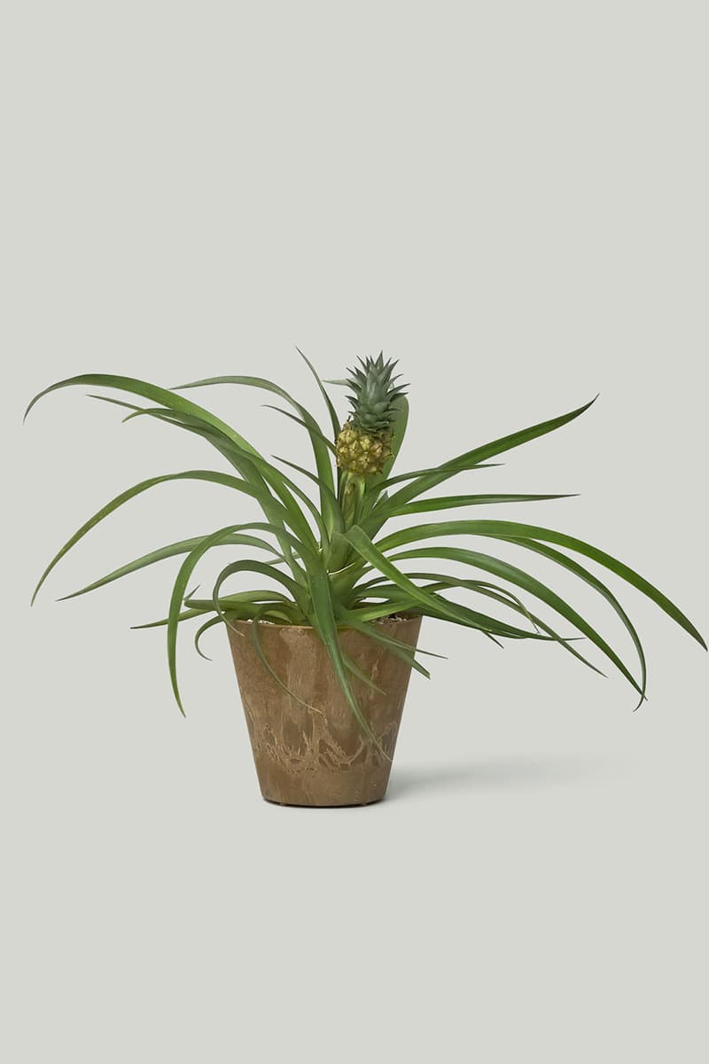 카키스 x 초콜릿 코스모스 협업 홈 가드닝 컬렉션 출시, 식물, 아데니아 글라우카, 황칠나무, 송오브인디아