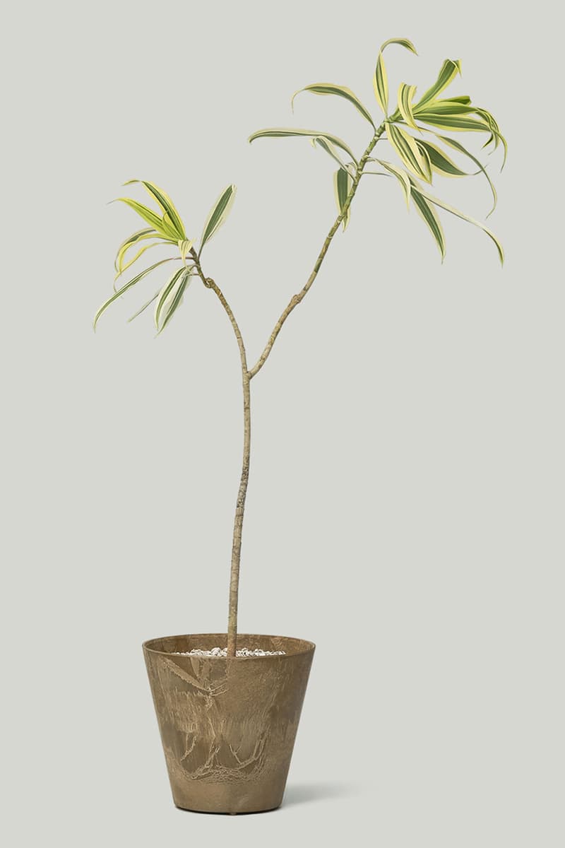 카키스 x 초콜릿 코스모스 협업 홈 가드닝 컬렉션 출시, 식물, 아데니아 글라우카, 황칠나무, 송오브인디아