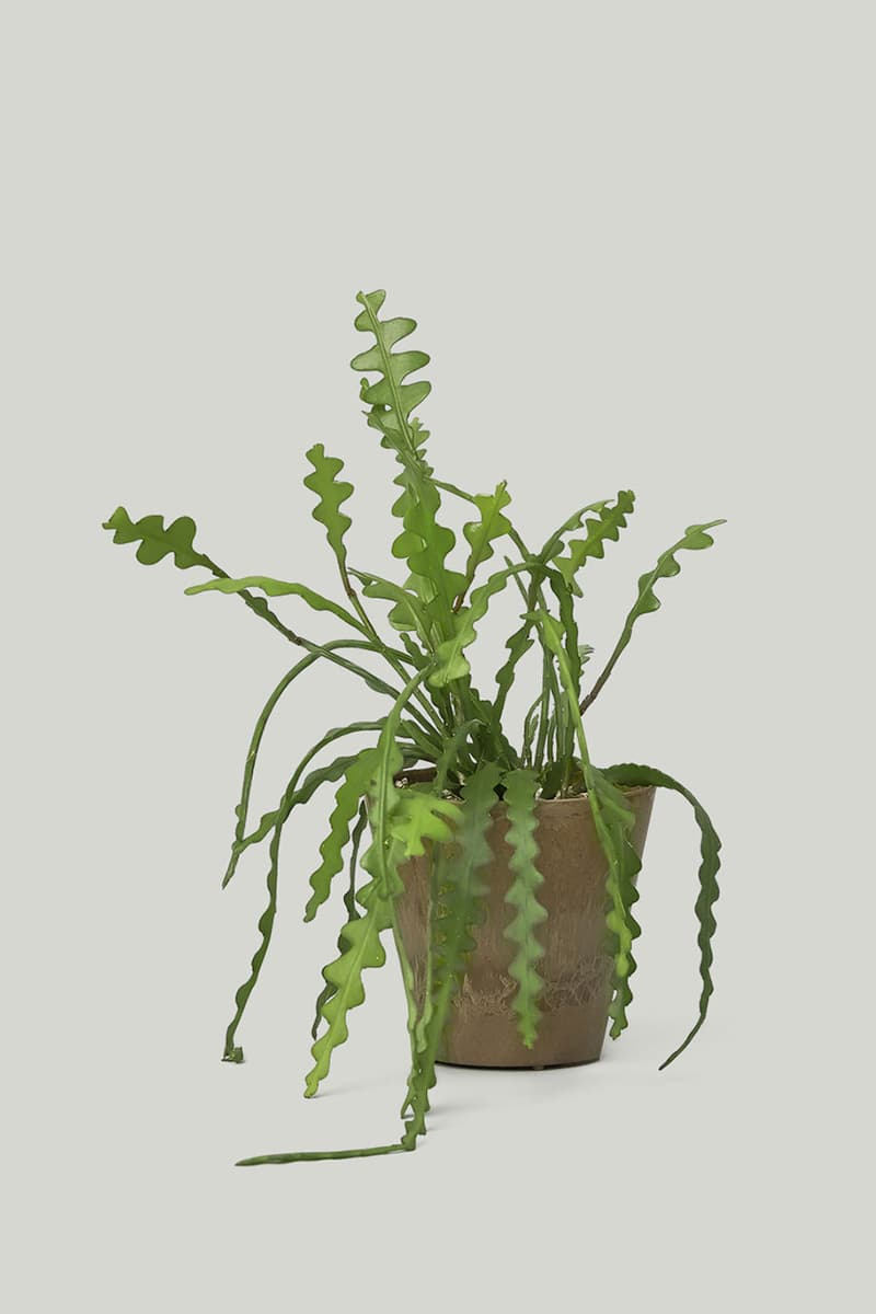 카키스 x 초콜릿 코스모스 협업 홈 가드닝 컬렉션 출시, 식물, 아데니아 글라우카, 황칠나무, 송오브인디아