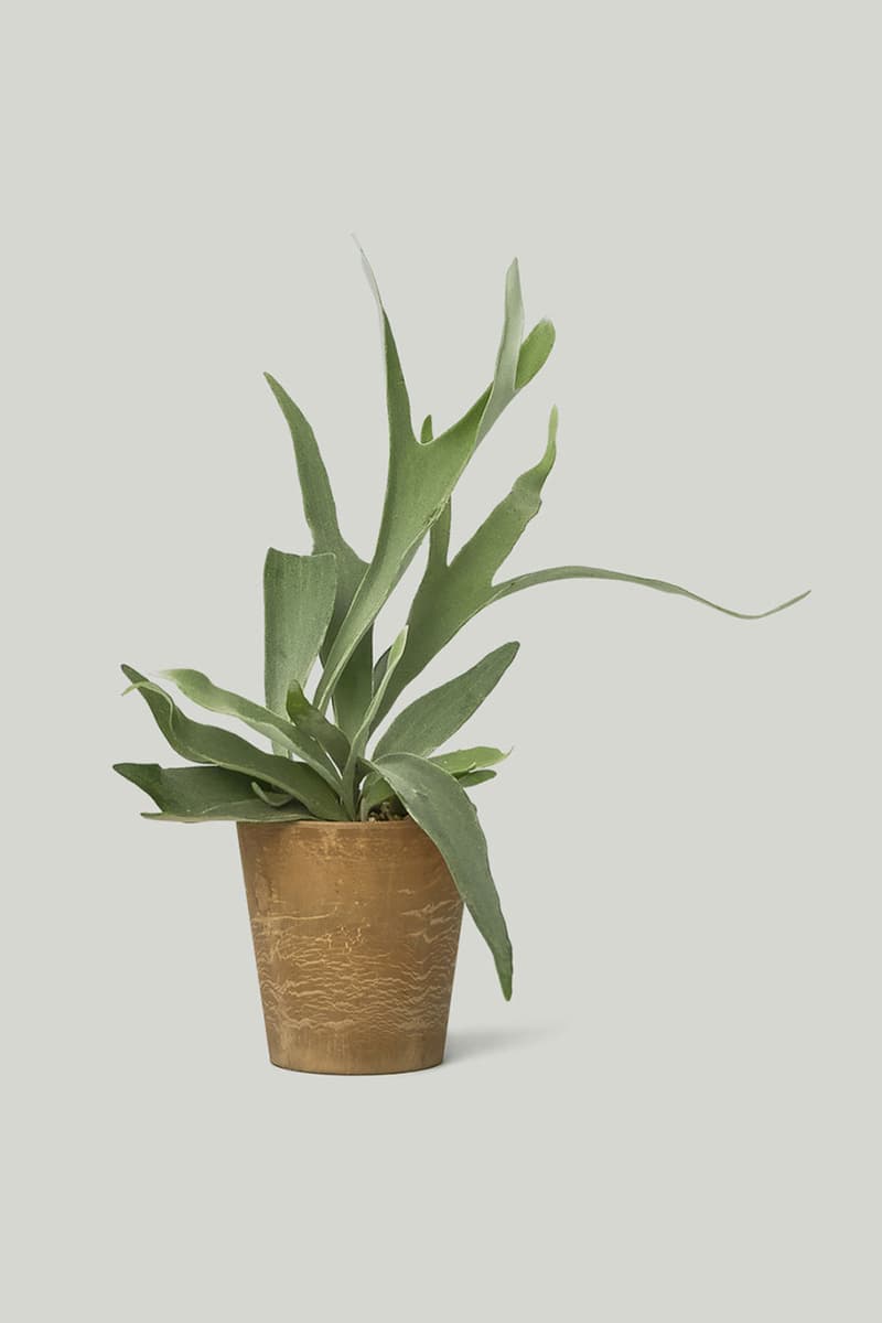 카키스 x 초콜릿 코스모스 협업 홈 가드닝 컬렉션 출시, 식물, 아데니아 글라우카, 황칠나무, 송오브인디아