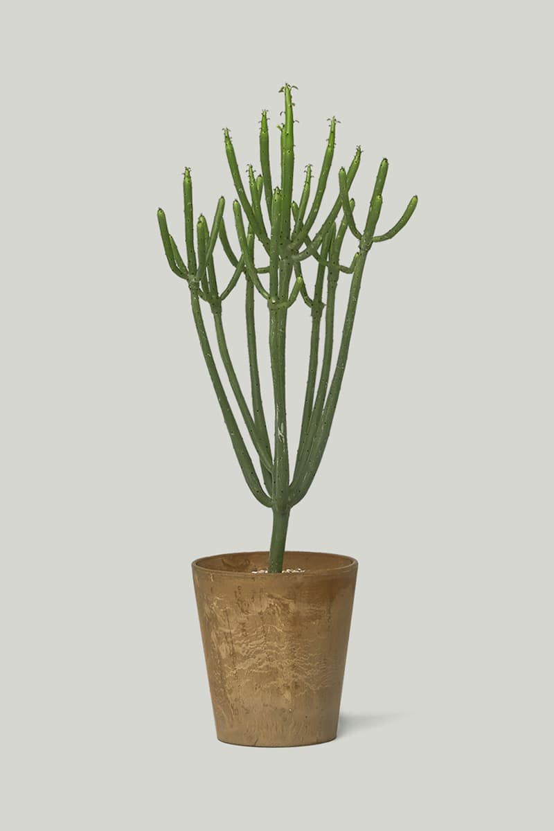 카키스 x 초콜릿 코스모스 협업 홈 가드닝 컬렉션 출시, 식물, 아데니아 글라우카, 황칠나무, 송오브인디아