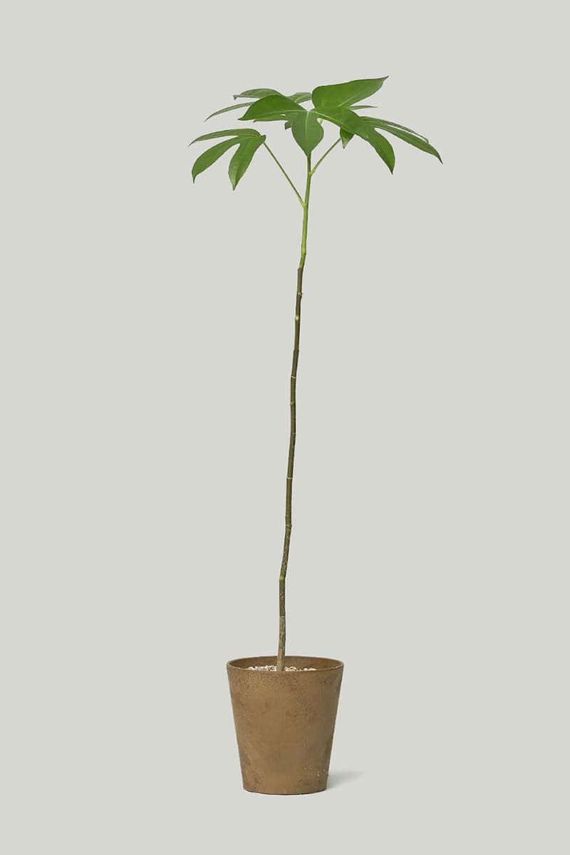 카키스 x 초콜릿 코스모스 협업 홈 가드닝 컬렉션 출시, 식물, 아데니아 글라우카, 황칠나무, 송오브인디아