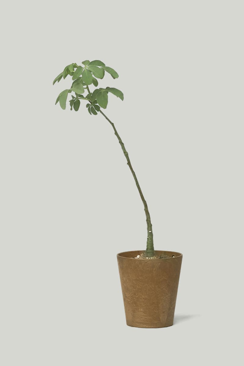 카키스 x 초콜릿 코스모스 협업 홈 가드닝 컬렉션 출시, 식물, 아데니아 글라우카, 황칠나무, 송오브인디아