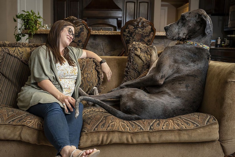 기네스 세계 기록에서 '가장 키가 큰 개'는 몇 미터?