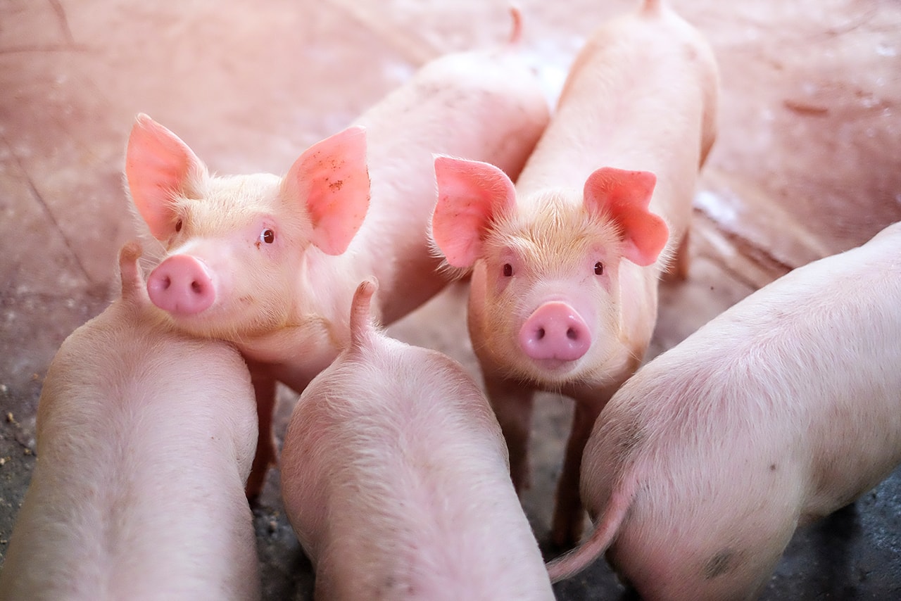 죽은 돼지의 주요 장기를 되살리는 실험이 성공했다, 예일 대학교, 인공 이식, 장기 이식