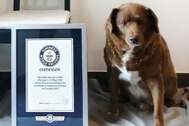 기네스북 ‘세상에서 가장 나이 많은 개’ 기록을 세운 주인공은?
