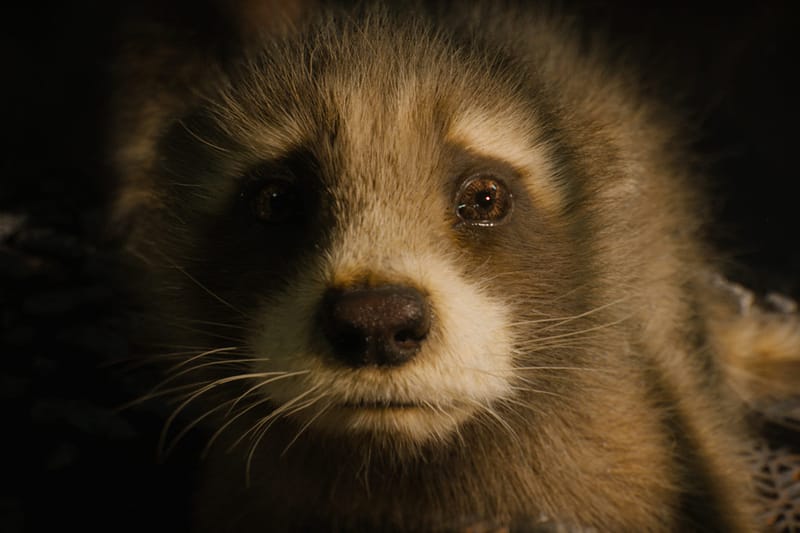 ‘가오갤 3’ 감독 제임스 건이 동물 권리 보호단체로부터 극찬 받은 이유는?