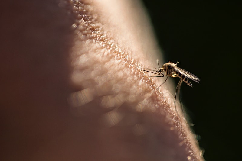 모기에 유독 잘 물리는 사람의 특징에 대한 연구결과가 발표됐다, 에프킬라, 홈키파, 모기 잡는 법