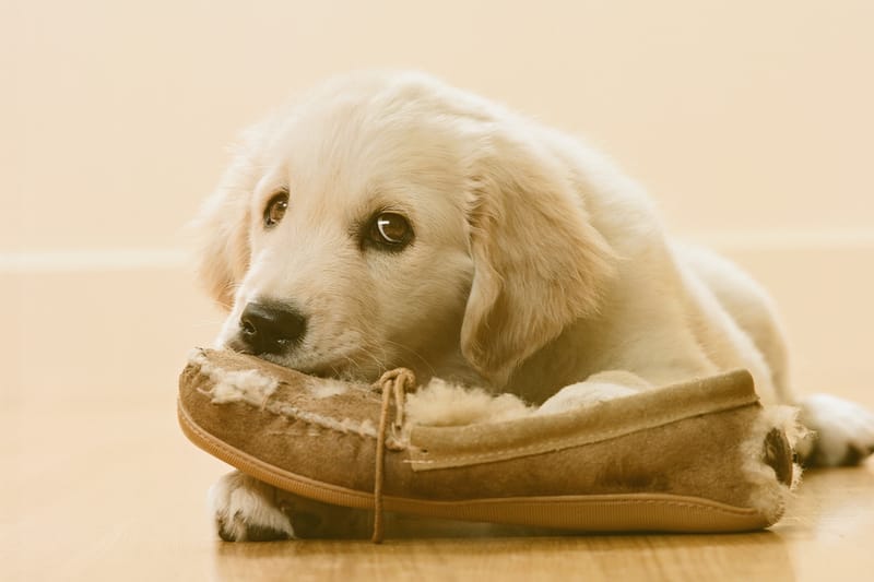 ‘개가 씹을 수 없는 샌들’이 공개됐다