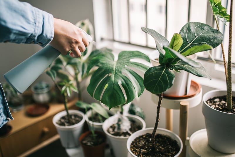 국내 최초의 ‘식물 존엄성’ 선언문이 발표된다