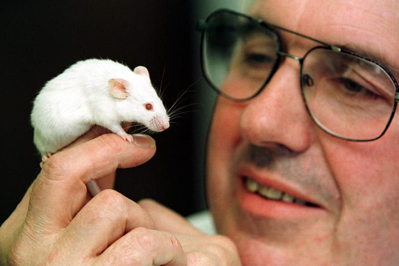 파리, 쥐와 인간의 공생 방안 모색한다