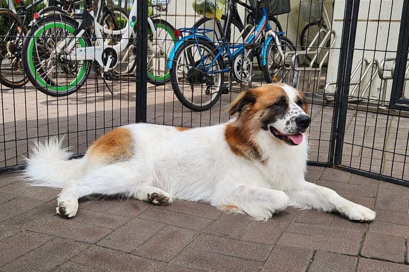 대한민국 토종견 ‘바둑이’ 집단 복원 성공