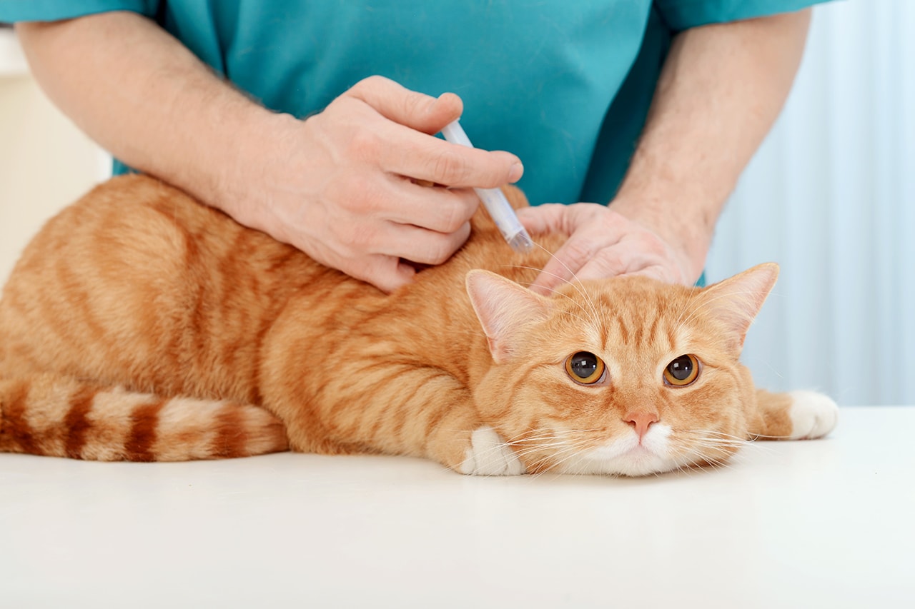 고양이 중성화 수술이 주사로 대체 가능해진다? 고양이, cat, surgical castration, 강아지, 24시 동물병원