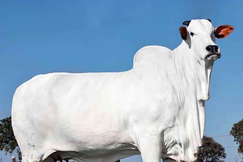 세계 경매가 1위 기록을 갈아치운 소가 나왔다