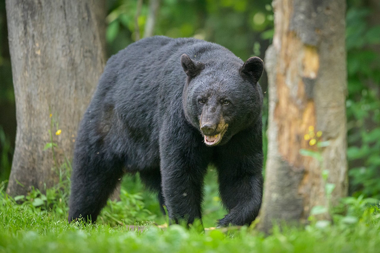 21채의 고급 주택에 무단침입한 흑곰이 붙잡혔다, bear, 흑곰, 아파트, 레이크 타호, 레이크 타호 여행, 그리즐리 베어, 캘리포니아 곰
