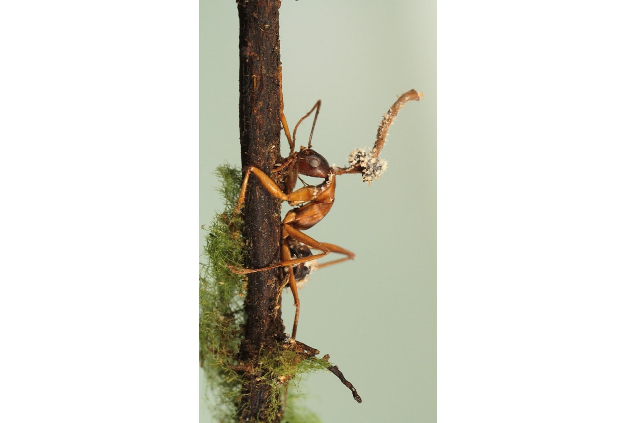 국제학술지 BMC 사진 공모전 수상작 살펴보기, bmc, 학술지, 내셔널 지오그래픽, 자연지, 자연 과학, 자연 사진, 과학 사진, 동충하초, 거미 동충하초, 개미 동충하초, 동충하초 사진작가, 심해 사진, 자연 보호, 환경 보호