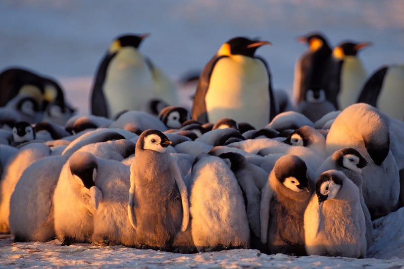 지구온난화로 21세기 중 황제펭귄의 90%가 사라진다